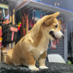 Collection image for: Pet Supplies