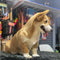 Pet Supplies